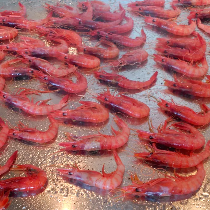 Gambas rojas haciéndose en la plancha
